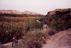 Path through Wadi Kharrar